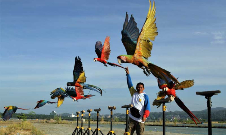 Ngabuburit Bersama Komunitas Free Fly Burung Macaw