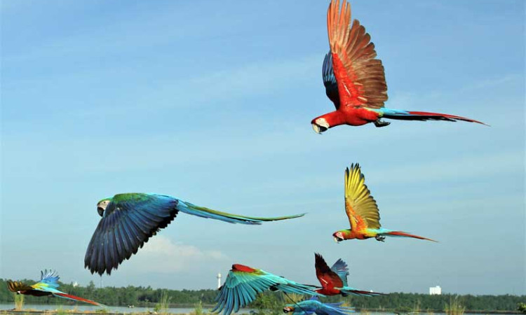 Ngabuburit Bersama Komunitas Free Fly Burung Macaw