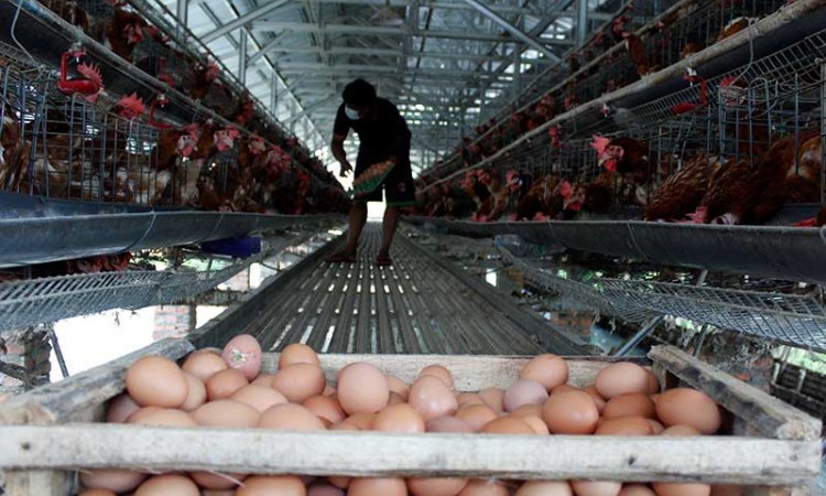 Memasuki Bulan Ramadan, Harga Telur Ayam Merangkak Naik
