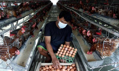 Memasuki Bulan Ramadan, Harga Telur Ayam Merangkak Naik