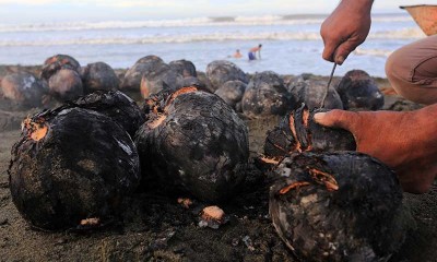 Kelapa Bakar Menjadi Menu Favorit Buka Buasa di Aceh