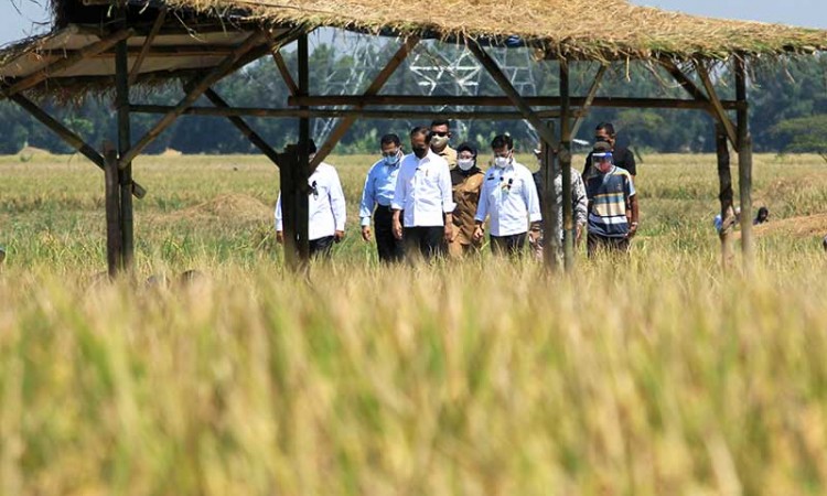 Presiden Joko Widodo Hadiri Panen Raya Padi di Indramayu