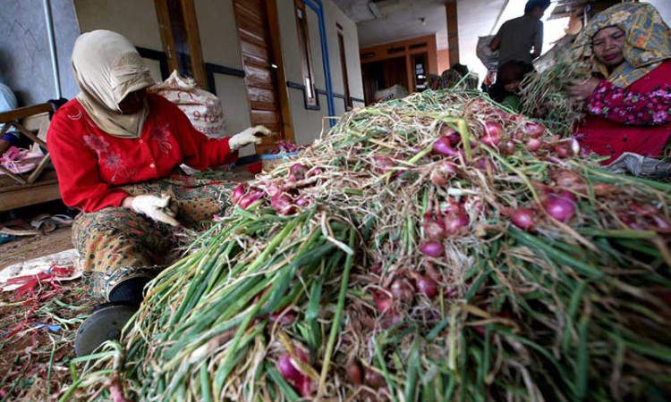 Produksi Melimpah, Harga Bawang Merah Anjlok