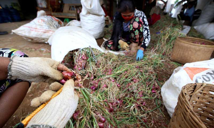 Produksi Melimpah, Harga Bawang Merah Anjlok