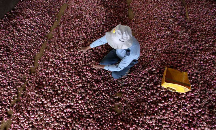 Produksi Melimpah, Harga Bawang Merah Anjlok