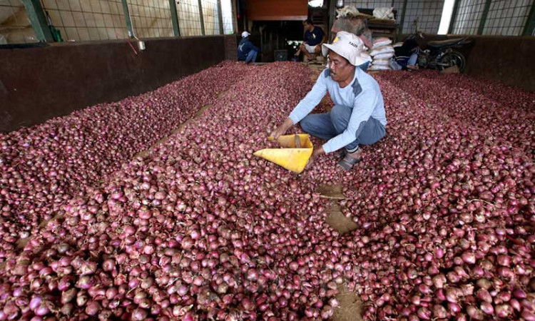Produksi Melimpah, Harga Bawang Merah Anjlok
