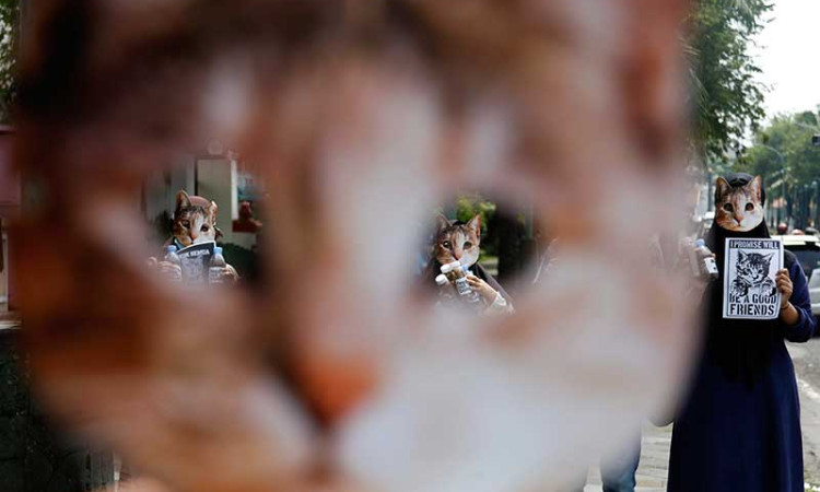 Peduli Kucing Liar, Relawan di Soli Bagikan Wadah Berisi Makanan Kepada Warga