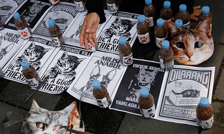 Peduli Kucing Liar, Relawan di Soli Bagikan Wadah Berisi Makanan Kepada Warga