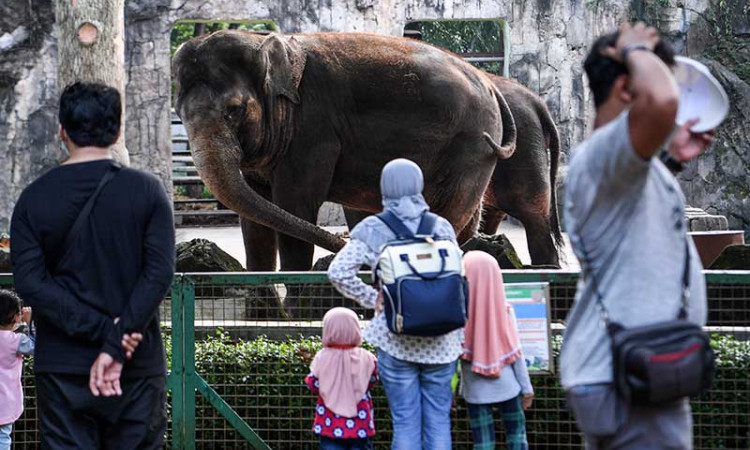 Hanya Warga Jakarta Yang Boleh Berkunjung di Taman Margasatwa Ragunan