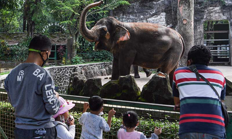 Hanya Warga Jakarta Yang Boleh Berkunjung di Taman Margasatwa Ragunan