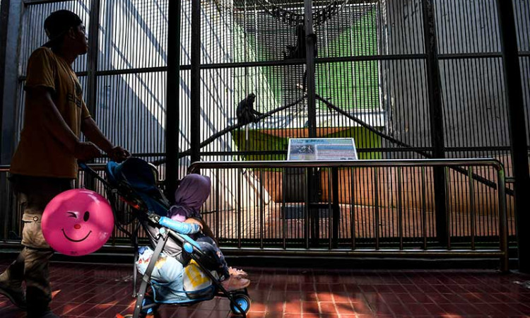 Hanya Warga Jakarta Yang Boleh Berkunjung di Taman Margasatwa Ragunan