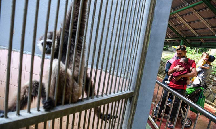 Hanya Warga Jakarta Yang Boleh Berkunjung di Taman Margasatwa Ragunan