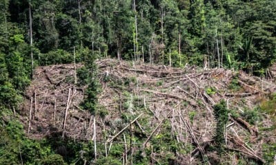 Hutan di Gunung Salak Aceh Kembali Ditebangi Untuk Membuka Lahan Perkebunan