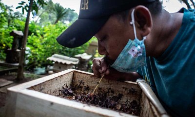 Budidaya Lebah Madu di Hutan Kota DKI Jakarta
