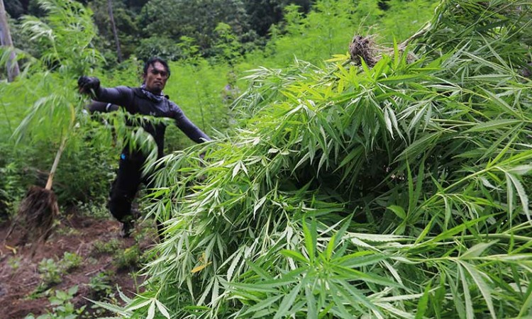 Petugas Gabungan Musnahkan Ladang Ganja di Aceh