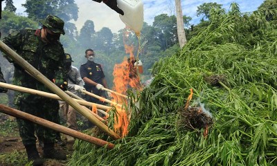Petugas Gabungan Musnahkan Ladang Ganja di Aceh