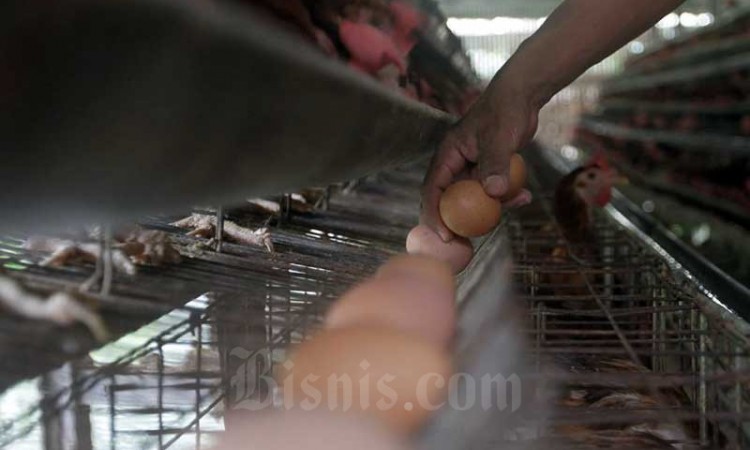 Peternak Ayam Minta Kemendah Pertimbangkan Ulang Regulasi HET Telur