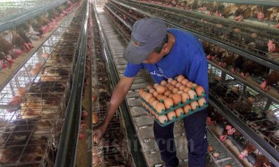 Peternak Ayam Minta Kemendah Pertimbangkan Ulang Regulasi HET Telur
