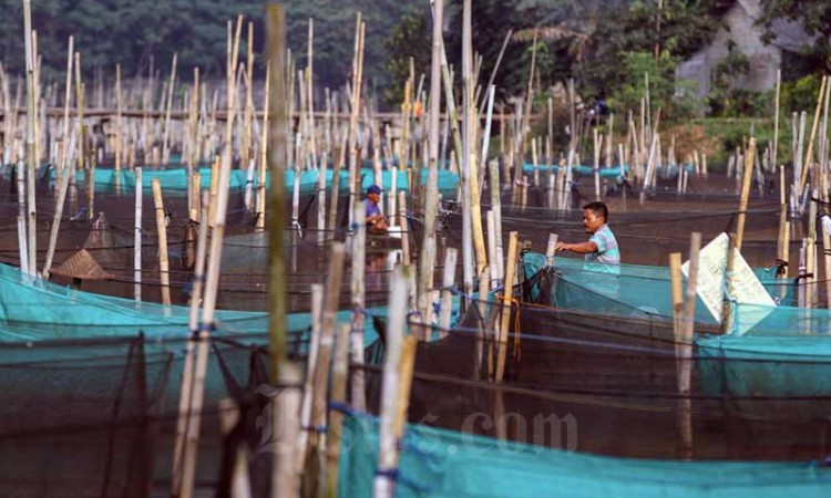 KKP Usulkan Tambahan Anggaran Belanja 2022 Senilai RP8,043 Triliun Untuk Budidaya Ikan