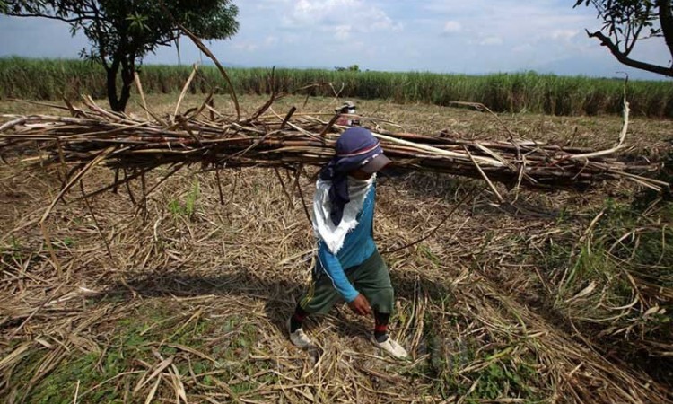 Asosiasi Petani Tebu Rakyat Indonesia Minta Pemerintah Kaji Ulang Rencana Pengenaan PPN Sembako