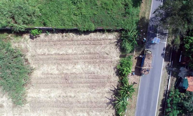 Asosiasi Petani Tebu Rakyat Indonesia Minta Pemerintah Kaji Ulang Rencana Pengenaan PPN Sembako