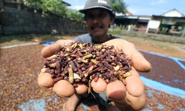 Musim Panen Raya Cengkeh di Indonesia Terganggu Akibat Anomali Cuaca