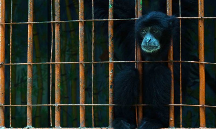 Gaji Dipotong Karnea Pandmi Covid-19, Karyawan Kebun Binatang Madiun Mengundurkan Diri