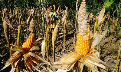 Petani Jagung di Sulbar Terancam Gagal Panen Karena Diserang Hama Tikus