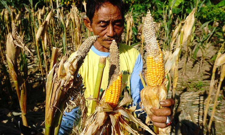 Petani Jagung di Sulbar Terancam Gagal Panen Karena Diserang Hama Tikus