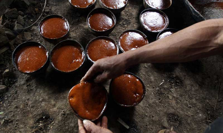 Pembuatan Gula Merah Dari Pohon Aren