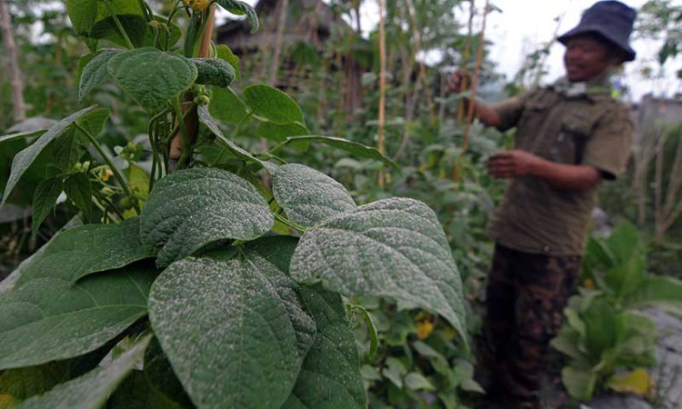 Hujan Abu Vulkanik Terjadi di Kawasan Kaki Gunung Merapi