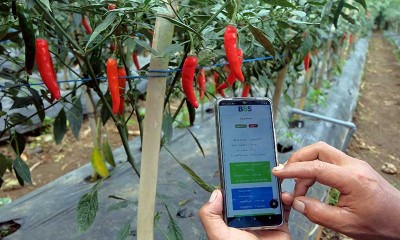 Petani di Bali Memanfaatkan Digitalisasi IoT Untuk Bertani