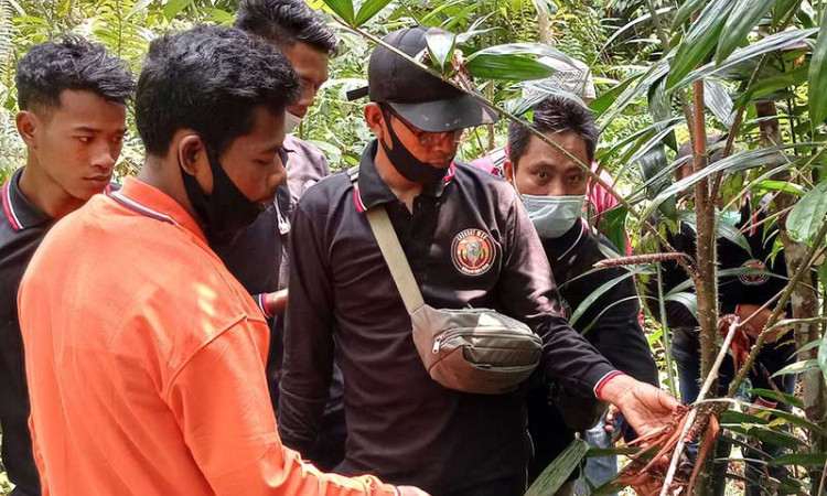 PT Royal Lestari Utama Gelar Pelatihan Budidaya Jernang di Jambi