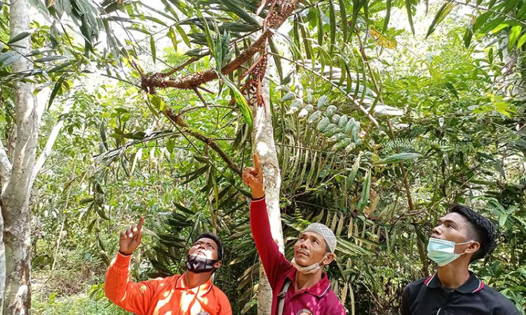 PT Royal Lestari Utama Gelar Pelatihan Budidaya Jernang di Jambi