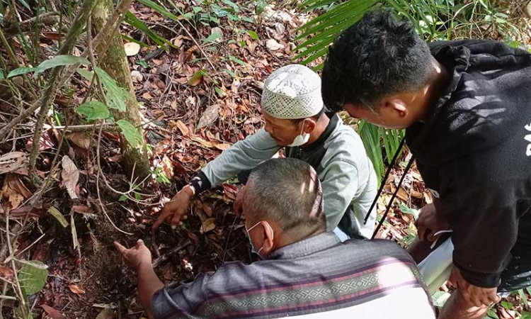 PT Royal Lestari Utama Gelar Pelatihan Budidaya Jernang di Jambi