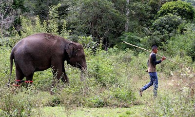 Sepanjang Tahun 2015-2021 Telah Terjasi 46 Kasus Gajah Sumatra di Aceh