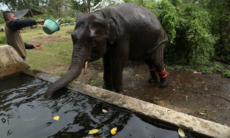 Sepanjang Tahun 2015-2021 Telah Terjasi 46 Kasus Gajah Sumatra di Aceh