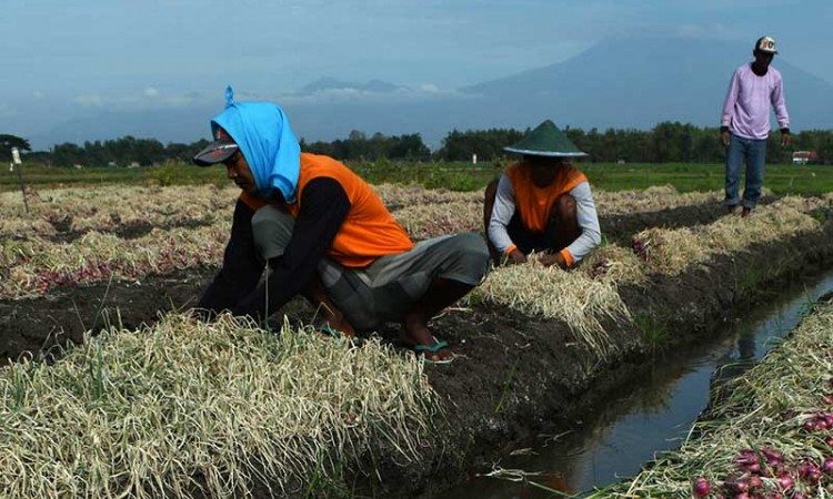 Harga Bawang Merah di Tingkat Petani Berada di Angka Rp15.000 Per Kilogram