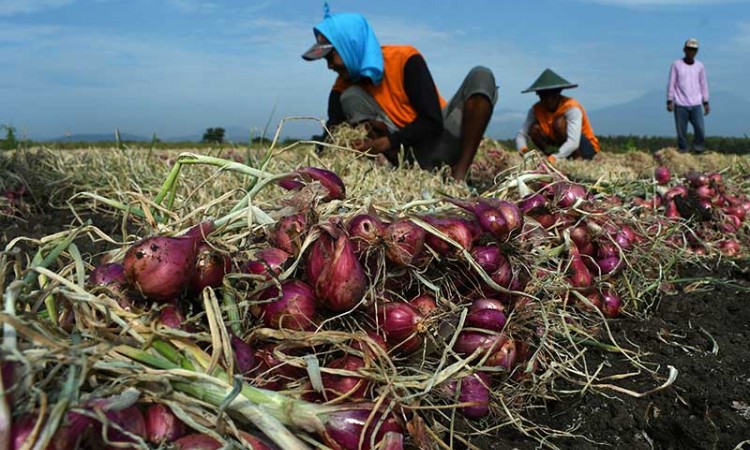 Harga Bawang Merah di Tingkat Petani Berada di Angka Rp15.000 Per Kilogram