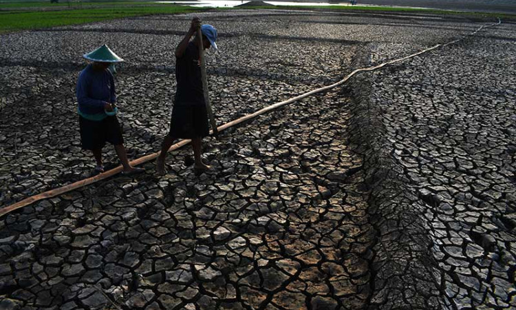 Waduk Dawuhan di Kabupaten Madiun Mengering Akibat Musim Kemarau