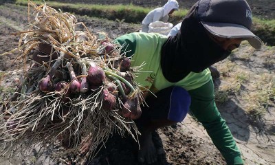 Ulat Grayak Serang Hasil Panen Bawang Merah di Jawa Timur