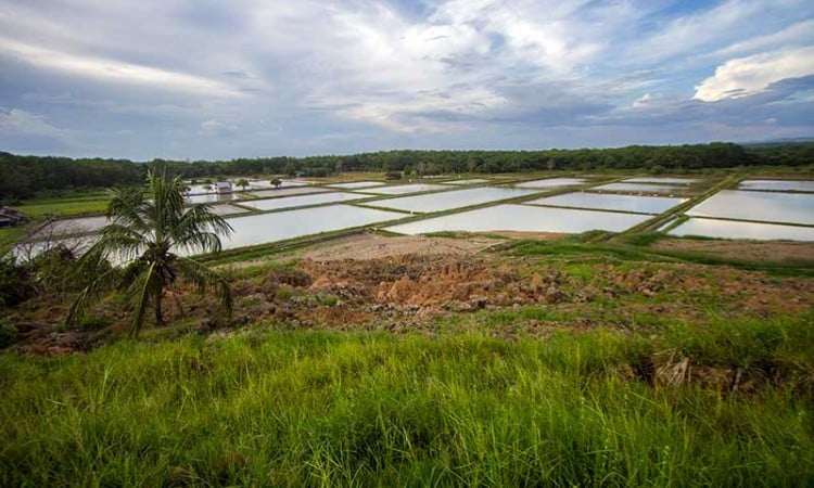 Lahan Pertanian di Kalimantan Rusak Akibat Adanya Pergerakan Tanah