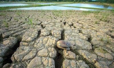 Lahan Pertanian di Kalimantan Rusak Akibat Adanya Pergerakan Tanah