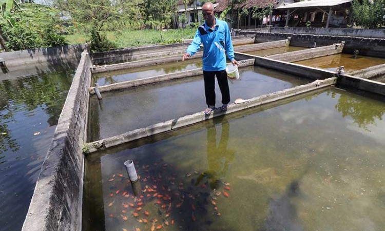 Harga Ikan Cupang Hancur, Peternak Ikan Beralih Budidaya Ikan Mas Koki