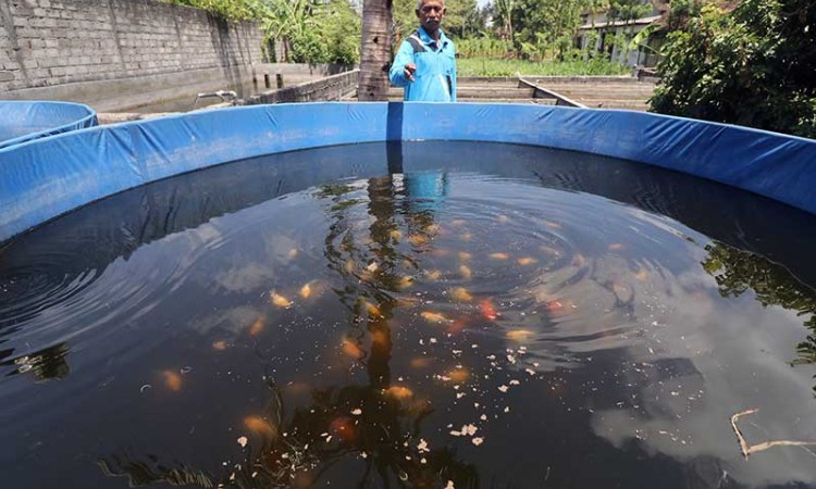 Harga Ikan Cupang Hancur, Peternak Ikan Beralih Budidaya Ikan Mas Koki