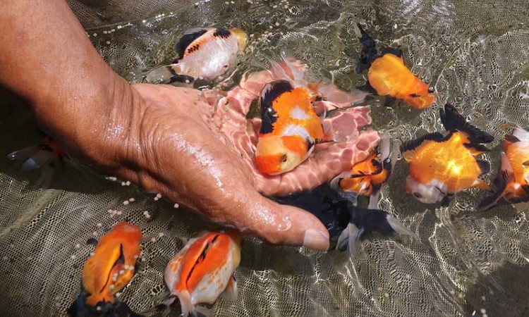 Harga Ikan Cupang Hancur, Peternak Ikan Beralih Budidaya Ikan Mas Koki