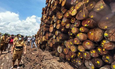 Pemprov Kalteng Menyegel Ribuan Kayu Log Yang Diduga Ilegal