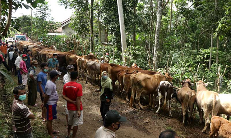 Dinas Pertanian dan Pangan Banyuwangi Berikan Suntikan Obat Untuk Hewan Ternak