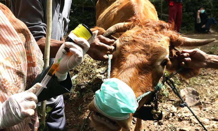 Dinas Pertanian dan Pangan Banyuwangi Berikan Suntikan Obat Untuk Hewan Ternak