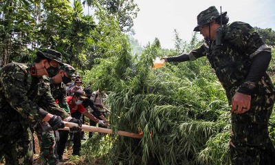 Petugas Gabungan Musnahkan 13.000 Lebih Batang Pohon Ganja di Aceh